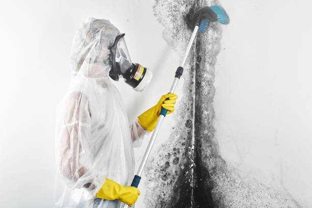 Best Mold-Related Health Consultation  in Oakville, CT