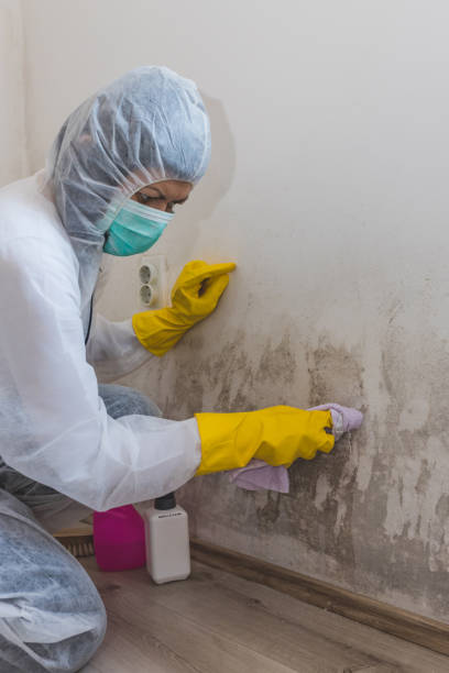 Oakville, CT Mold Removal Pros