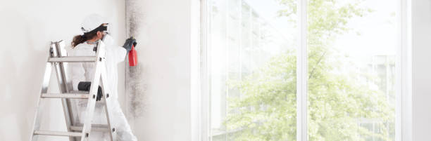 Best Attic Mold Removal  in Oakville, CT